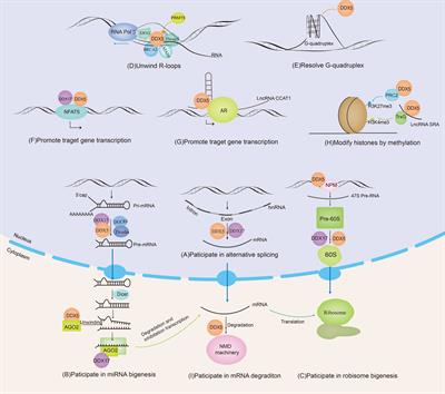 DDX5 and DDX17—multifaceted proteins in the regulation of tumorigenesis and tumor progression